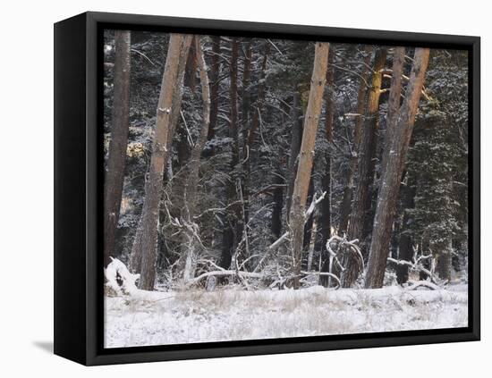 Germany, North Rhine-Westphalia, Wahner Heide, Pine Forest in Winter, Scotch Pine, Pinus Sylvestris-Andreas Keil-Framed Stretched Canvas