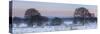 Germany, North Rhine-Westphalia, Wahner Heide, View from the Telegrafenberg in Winter at Sunrise-Andreas Keil-Stretched Canvas