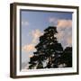 Germany, North Rhine-Westphalia, Wahner Moor, Pine in Front of Evening Sky-Andreas Keil-Framed Photographic Print