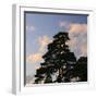 Germany, North Rhine-Westphalia, Wahner Moor, Pine in Front of Evening Sky-Andreas Keil-Framed Photographic Print