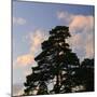 Germany, North Rhine-Westphalia, Wahner Moor, Pine in Front of Evening Sky-Andreas Keil-Mounted Photographic Print