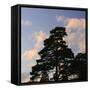 Germany, North Rhine-Westphalia, Wahner Moor, Pine in Front of Evening Sky-Andreas Keil-Framed Stretched Canvas