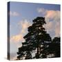 Germany, North Rhine-Westphalia, Wahner Moor, Pine in Front of Evening Sky-Andreas Keil-Stretched Canvas