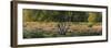 Germany, North Rhine-Westphalia, Wahner Moor, Silver Birches, Broom Heather-Andreas Keil-Framed Photographic Print