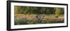 Germany, North Rhine-Westphalia, Wahner Moor, Silver Birches, Broom Heather-Andreas Keil-Framed Photographic Print