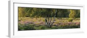 Germany, North Rhine-Westphalia, Wahner Moor, Silver Birches, Broom Heather-Andreas Keil-Framed Photographic Print