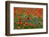 Germany, Poppy Seed Field and Cornflowers at Gohren-Lebbin-Rainer Waldkirch-Framed Photographic Print