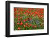 Germany, Poppy Seed Field and Cornflowers at Gohren-Lebbin-Rainer Waldkirch-Framed Photographic Print