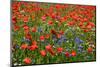 Germany, Poppy Seed Field and Cornflowers at Gohren-Lebbin-Rainer Waldkirch-Mounted Photographic Print