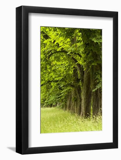 Germany, Rauischholzhausen, Castle Grounds, Kastanienallee-K. Schlierbach-Framed Photographic Print