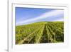 Germany, Rhineland-Palatinate, District Trier-Saarburg, Kasel Ruwertal, Vineyard Site-Udo Bernhart-Framed Photographic Print