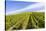 Germany, Rhineland-Palatinate, District Trier-Saarburg, Kasel Ruwertal, Vineyard Site-Udo Bernhart-Stretched Canvas