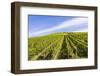 Germany, Rhineland-Palatinate, District Trier-Saarburg, Kasel Ruwertal, Vineyard Site-Udo Bernhart-Framed Photographic Print