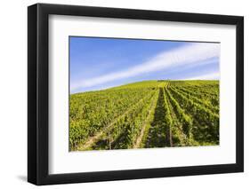 Germany, Rhineland-Palatinate, District Trier-Saarburg, Kasel Ruwertal, Vineyard Site-Udo Bernhart-Framed Photographic Print