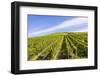 Germany, Rhineland-Palatinate, District Trier-Saarburg, Kasel Ruwertal, Vineyard Site-Udo Bernhart-Framed Photographic Print