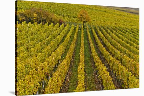 Germany, Rhineland-Palatinate, Palatinate, German Wine Road, Vineyards, Autumn, Tree, Colorful-Udo Siebig-Stretched Canvas