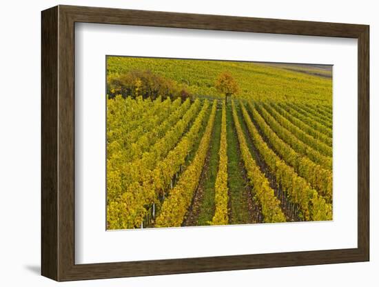 Germany, Rhineland-Palatinate, Palatinate, German Wine Road, Vineyards, Autumn, Tree, Colorful-Udo Siebig-Framed Photographic Print