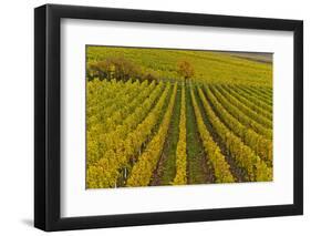 Germany, Rhineland-Palatinate, Palatinate, German Wine Road, Vineyards, Autumn, Tree, Colorful-Udo Siebig-Framed Photographic Print