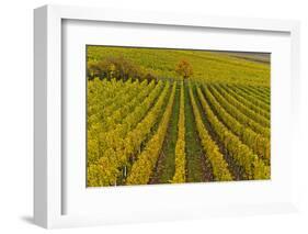 Germany, Rhineland-Palatinate, Palatinate, German Wine Road, Vineyards, Autumn, Tree, Colorful-Udo Siebig-Framed Photographic Print