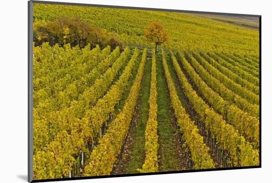 Germany, Rhineland-Palatinate, Palatinate, German Wine Road, Vineyards, Autumn, Tree, Colorful-Udo Siebig-Mounted Photographic Print