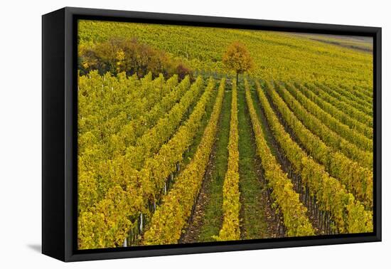 Germany, Rhineland-Palatinate, Palatinate, German Wine Road, Vineyards, Autumn, Tree, Colorful-Udo Siebig-Framed Stretched Canvas