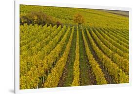 Germany, Rhineland-Palatinate, Palatinate, German Wine Road, Vineyards, Autumn, Tree, Colorful-Udo Siebig-Framed Photographic Print