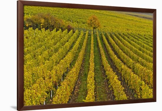 Germany, Rhineland-Palatinate, Palatinate, German Wine Road, Vineyards, Autumn, Tree, Colorful-Udo Siebig-Framed Photographic Print