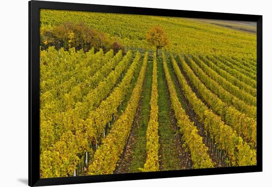 Germany, Rhineland-Palatinate, Palatinate, German Wine Road, Vineyards, Autumn, Tree, Colorful-Udo Siebig-Framed Photographic Print