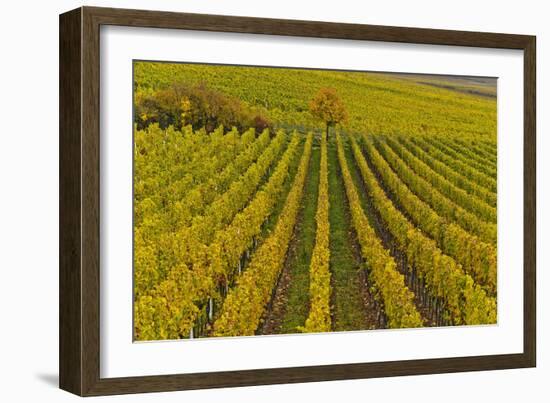 Germany, Rhineland-Palatinate, Palatinate, German Wine Road, Vineyards, Autumn, Tree, Colorful-Udo Siebig-Framed Photographic Print