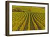 Germany, Rhineland-Palatinate, Palatinate, German Wine Road, Vineyards, Autumn, Tree, Colorful-Udo Siebig-Framed Photographic Print