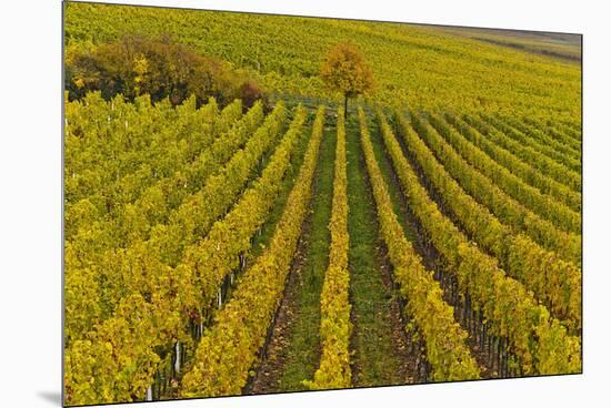 Germany, Rhineland-Palatinate, Palatinate, German Wine Road, Vineyards, Autumn, Tree, Colorful-Udo Siebig-Mounted Premium Photographic Print