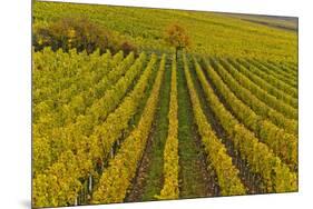 Germany, Rhineland-Palatinate, Palatinate, German Wine Road, Vineyards, Autumn, Tree, Colorful-Udo Siebig-Mounted Premium Photographic Print