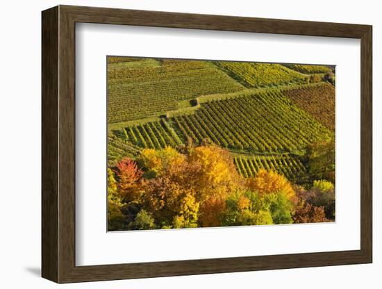 Germany, Rhineland-Palatinate, Palatinate, German Wine Road, Vineyards, Autumn-Udo Siebig-Framed Photographic Print
