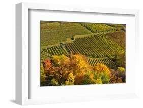 Germany, Rhineland-Palatinate, Palatinate, German Wine Road, Vineyards, Autumn-Udo Siebig-Framed Photographic Print