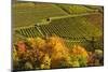 Germany, Rhineland-Palatinate, Palatinate, German Wine Road, Vineyards, Autumn-Udo Siebig-Mounted Photographic Print