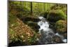 Germany, Rhineland-Palatinate, Palatine Forest, Moosalb, Karlstalschlucht (Gorge) in Autumn-Andreas Keil-Mounted Photographic Print