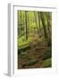 Germany, Rhineland-Palatinate, Palatine Wood, Moosalb, Karlstal Gulch-Andreas Keil-Framed Photographic Print