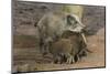 Germany, Rhineland-Palatinate, wild boar (Sus scrofa) wild sow with young wild boars.-Roland T. Frank-Mounted Photographic Print
