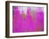 Germany, Rosebay Fireweed Chamaenerion Angustifolium, Backlight, Forest Clearing-K. Schlierbach-Framed Photographic Print