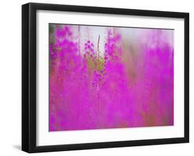 Germany, Rosebay Fireweed Chamaenerion Angustifolium, Backlight, Forest Clearing-K. Schlierbach-Framed Photographic Print