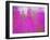 Germany, Rosebay Fireweed Chamaenerion Angustifolium, Backlight, Forest Clearing-K. Schlierbach-Framed Photographic Print