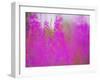 Germany, Rosebay Fireweed Chamaenerion Angustifolium, Backlight, Forest Clearing-K. Schlierbach-Framed Photographic Print