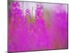 Germany, Rosebay Fireweed Chamaenerion Angustifolium, Backlight, Forest Clearing-K. Schlierbach-Mounted Photographic Print