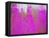 Germany, Rosebay Fireweed Chamaenerion Angustifolium, Backlight, Forest Clearing-K. Schlierbach-Framed Stretched Canvas