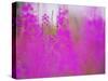 Germany, Rosebay Fireweed Chamaenerion Angustifolium, Backlight, Forest Clearing-K. Schlierbach-Stretched Canvas