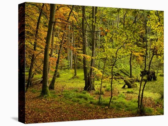 Germany, Ruegen Jasmund National Park, Hertha Lake-K. Schlierbach-Stretched Canvas