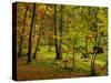 Germany, Ruegen Jasmund National Park, Hertha Lake-K. Schlierbach-Stretched Canvas