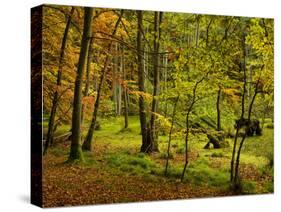 Germany, Ruegen Jasmund National Park, Hertha Lake-K. Schlierbach-Stretched Canvas