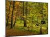 Germany, Ruegen Jasmund National Park, Hertha Lake-K. Schlierbach-Mounted Photographic Print