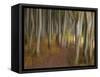 Germany, Ruegen Jasmund National Park-K. Schlierbach-Framed Stretched Canvas